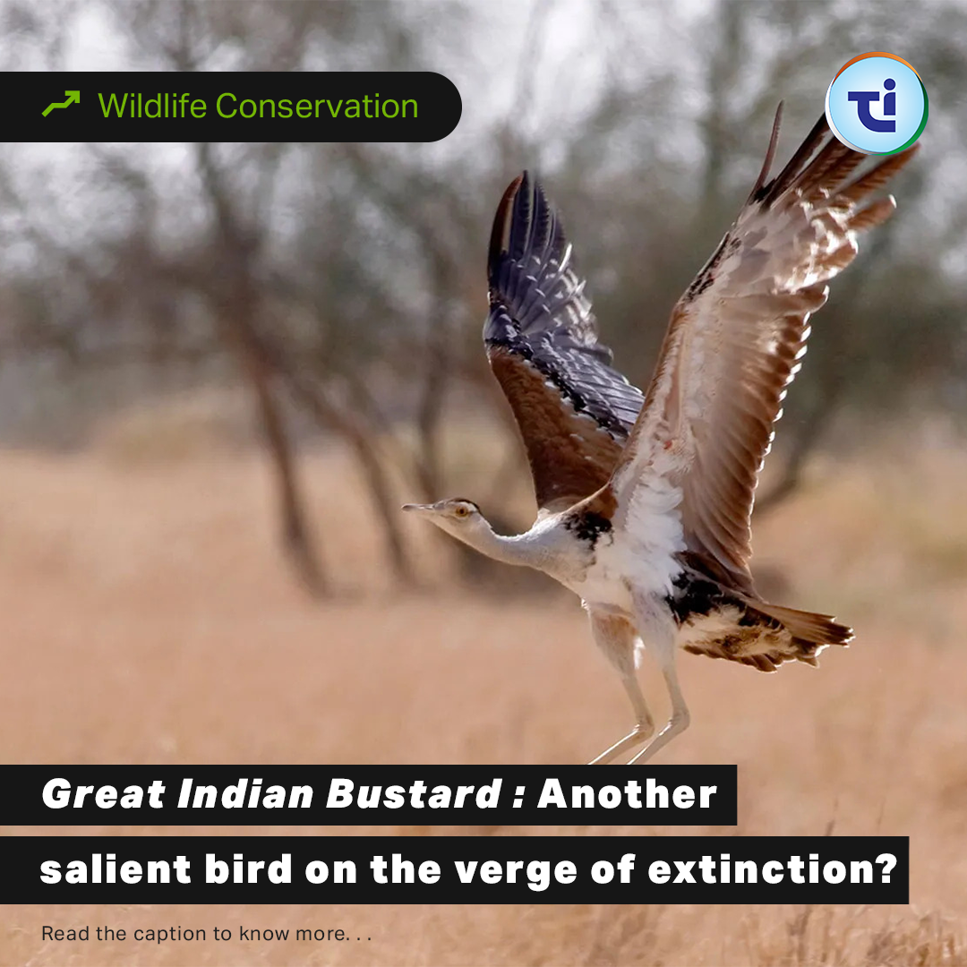 Great Indian Bustard - Another Salient Bird On The Verge Of Extinction?